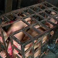 Things are heating up fast for Trina Michaels. She is all caged up but the members want to roast thi