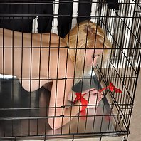 Blonde naked busty babe is tied up in a dog cage