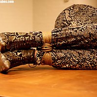 Adrienne table-tied cleavegagged